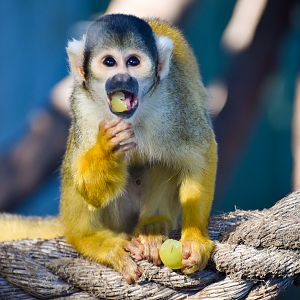 Bolivian Squirrel Monkey (Saimiri boliviensis)