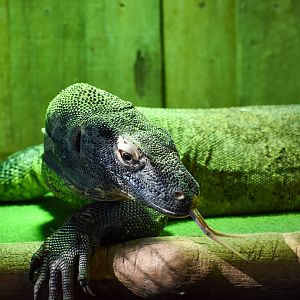 Komodo Dragon (Varanus komodoensis)