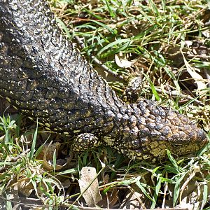 Shingleback (Tiliqua rugosa)
