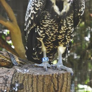 RÜPPELL’S GRIFFON VULTURE