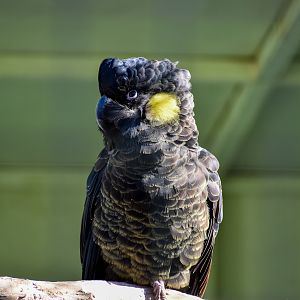Yellow-tailed Black Cockatoo (Zanda funerea)
