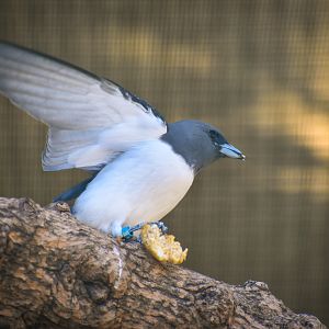 White-breasted Woodswallow (Artamus leucorynchus)
