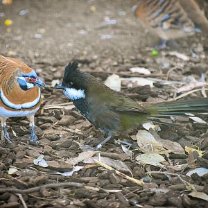 Eastern Whipbird (Psophodes olivaceus) and Spinifex Pigeon (Geophaps plumifera)