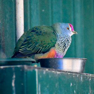 Rose-crowned Fruit Dove (Ptilinopus regina)