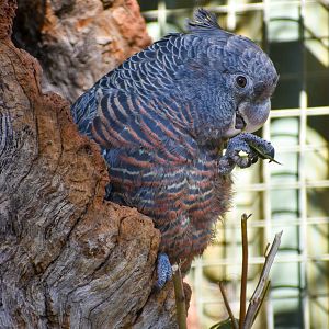 Gang-gang Cockatoo (Callocephalon fimbriatum)