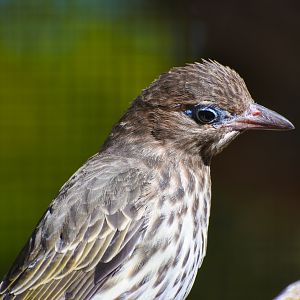 Australasian Figbird (Sphecotheres vieilloti)