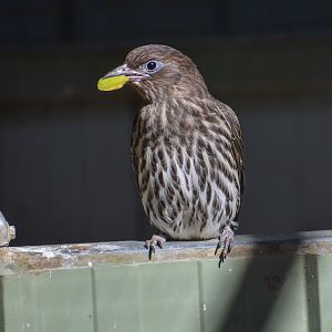 Australasian Figbird (Sphecotheres vieilloti)
