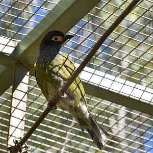 Australasian Figbird (Sphecotheres vieilloti)