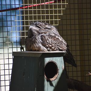 Tawny Frogmouth (Podargus strigoides)