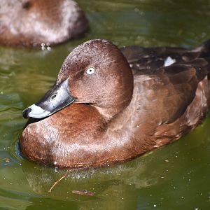 Hardhead (Aythya australis)
