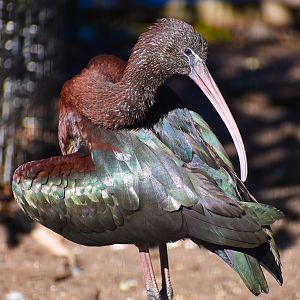 Glossy Ibis (Plegadis falcinellus)