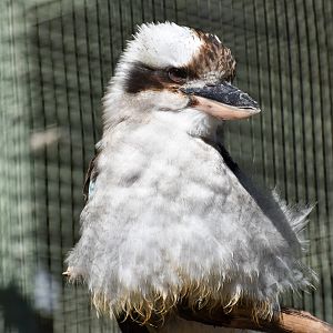 Laughing Kookaburra (Dacelo novaeguineae)