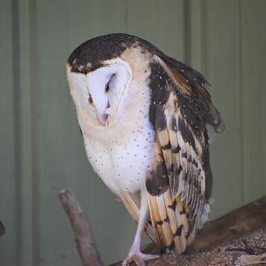 Eastern Grass Owl (Tyto longimembris)