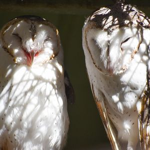 Eastern Barn Owls (Tyto javanica)