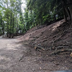 Inside the European Mouflon Walkthrough