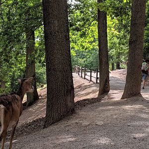 European Mouflon looking after Guests