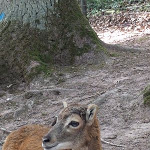 Young European Mouflon