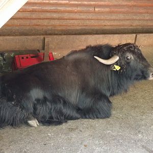 Yak