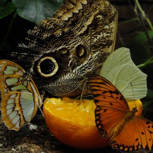 Butterflies ID