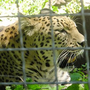 Persian leopard