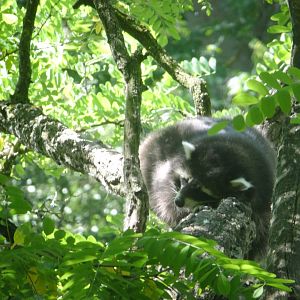 A sleeping Raccoon