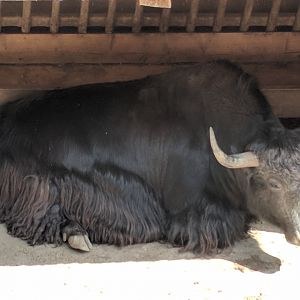 Male Yak
