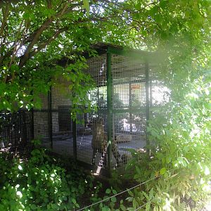 The smaller hyena enclosure