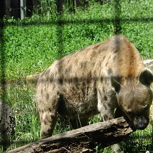Spotted hyena playing with a stick