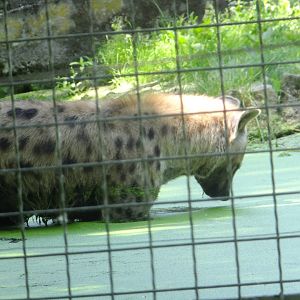 Hyena in the water 1.