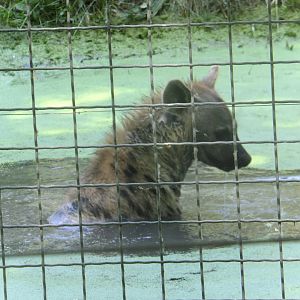 Hyena in the water 2.