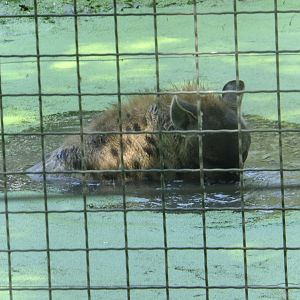 Hyena in the water 3.