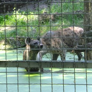 Hyenas in the water 1.
