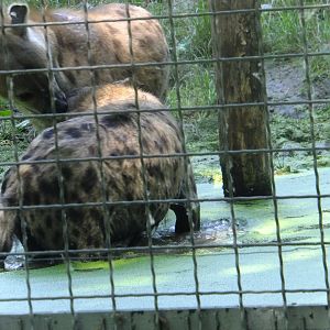 Hyenas in the water 2.