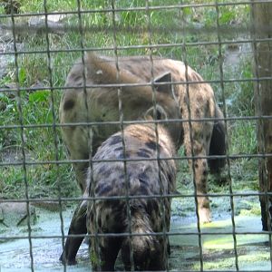 Hyenas in the water 3.