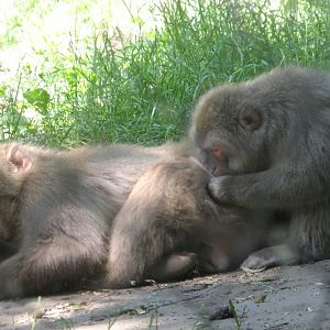 Grooming Japanese macaques