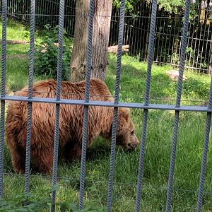 European Brown Bear