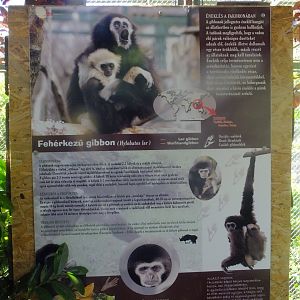 Sign about White-handed gibbons