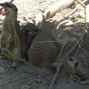 Meerkats