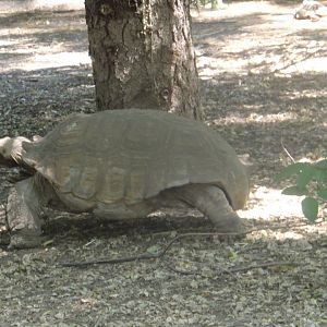 Sulcated tortoise