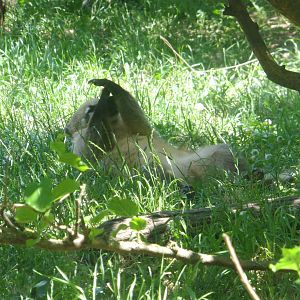 Lying Red-nosed coati