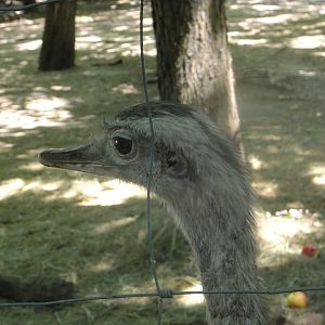 Greater rhea