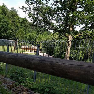 Part of the European Brown Bear Enclosure