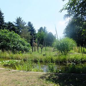 Ring-tailed lemur island