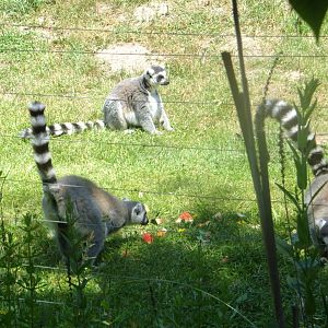 Ring-tailed lemurs
