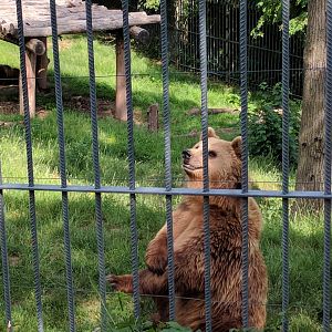 European Brown Bear begging for food