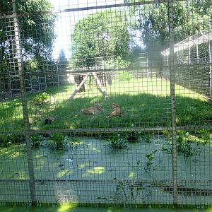 Lion enclosure