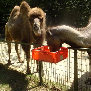 Two-humped camel feeding