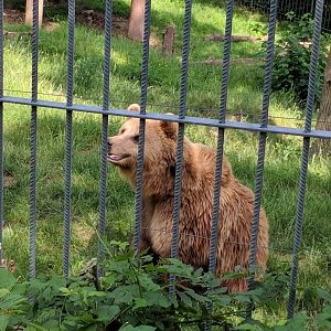 European Brown Bear