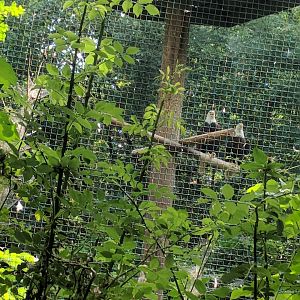 Upper Part of the Bald Eagle Aviary