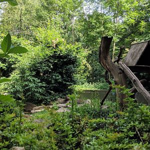 Domestic Ferret and North American Racoon Enclosure